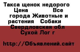 Такса щенок недорого › Цена ­ 15 000 - Все города Животные и растения » Собаки   . Свердловская обл.,Сухой Лог г.